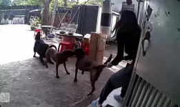 狗打架视频,一场热血沸腾的街头争霸战