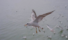 海鸥视频,捕捉自然之美，展现生态魅力